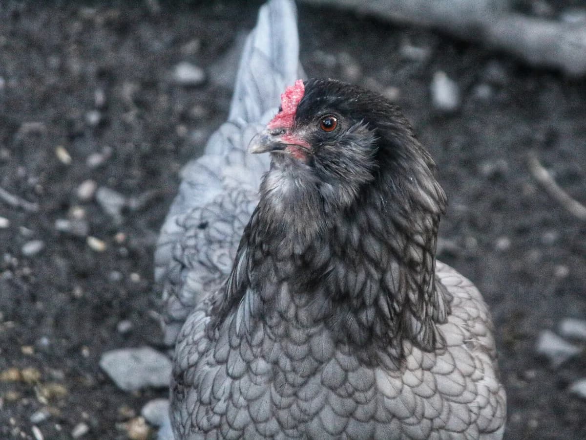 Ameraucana hen