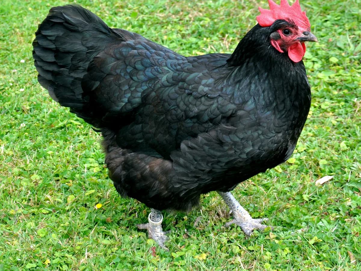 Australorp hen