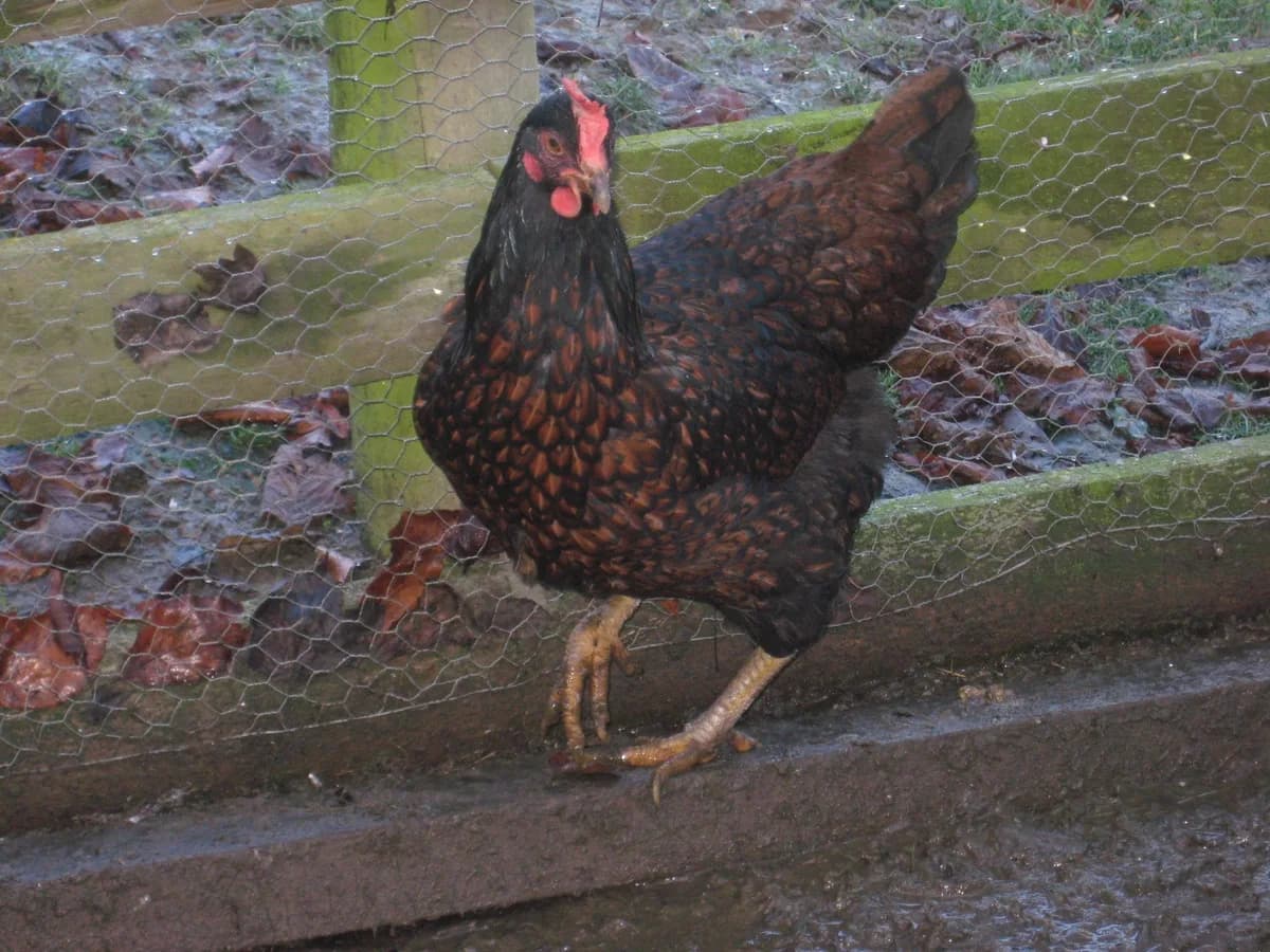 Barnevelder hen