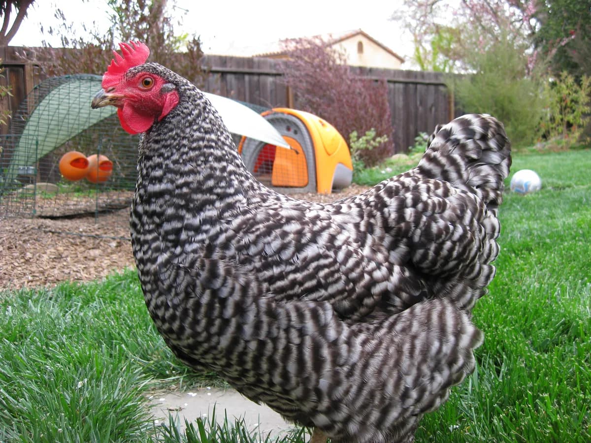 Barred Plymouth Rock hen