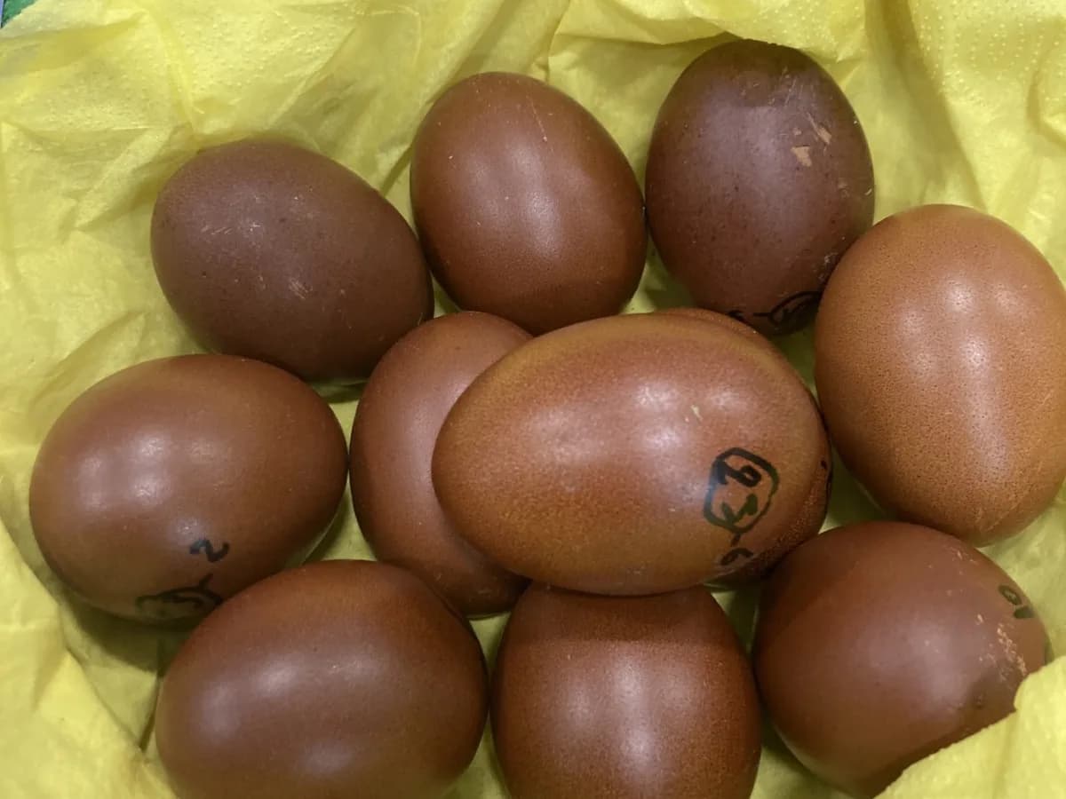 Black Copper Marans eggs