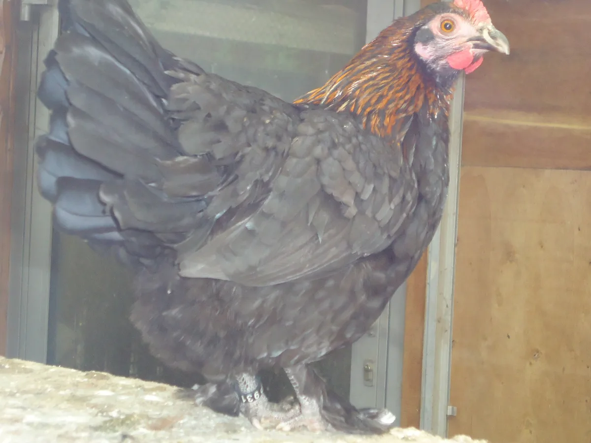 Black Copper Marans hen
