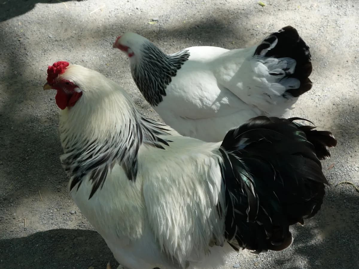 Brahma rooster and hen