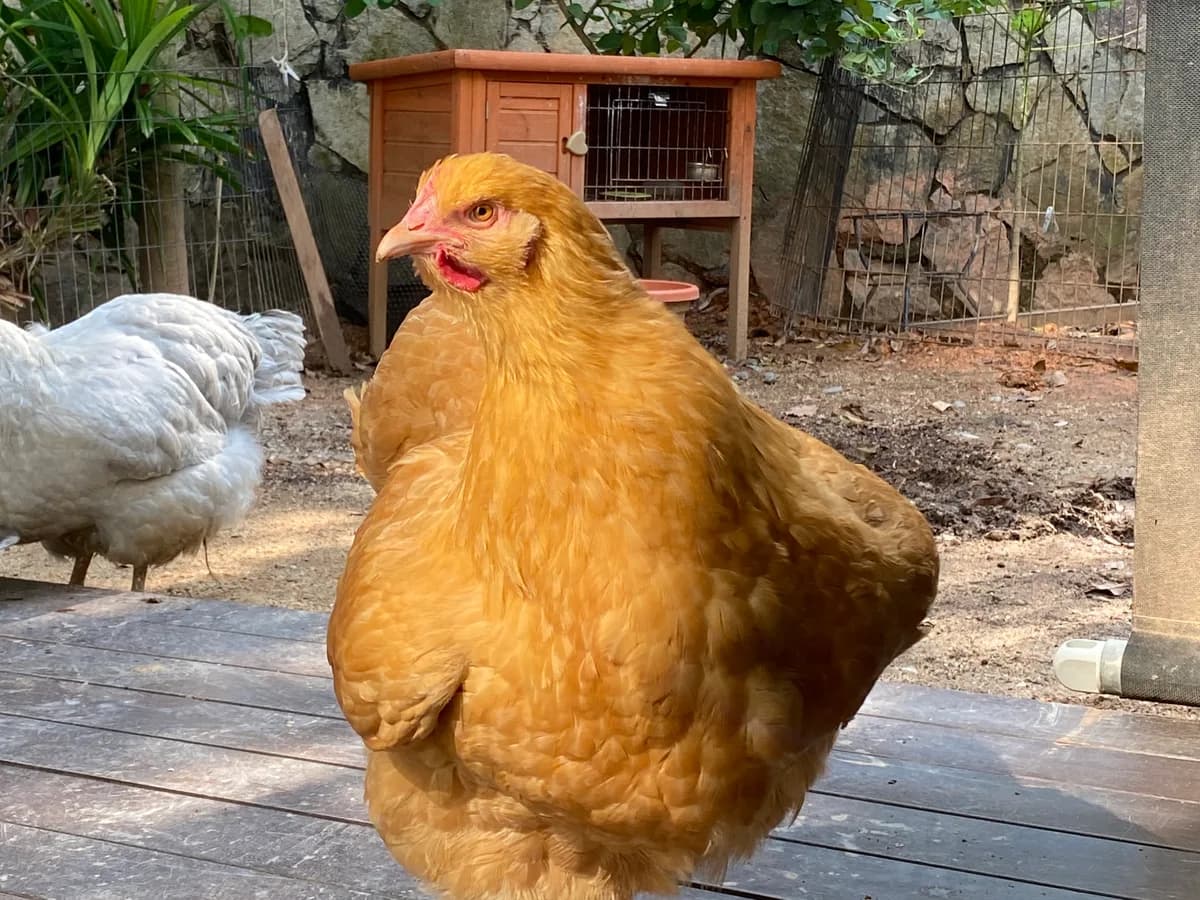 Buff Orpington hen
