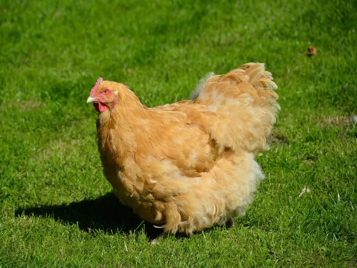 Cochin hen