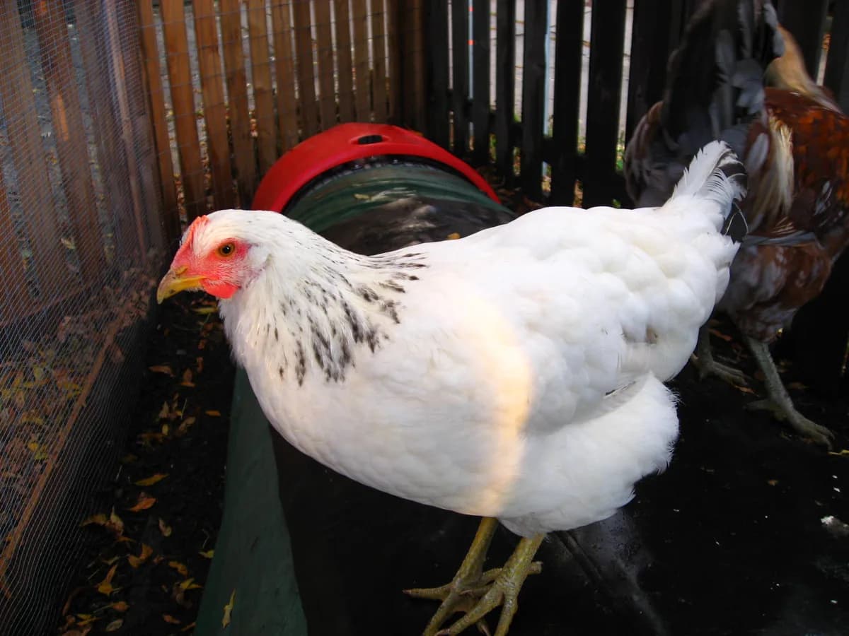 Delaware hen