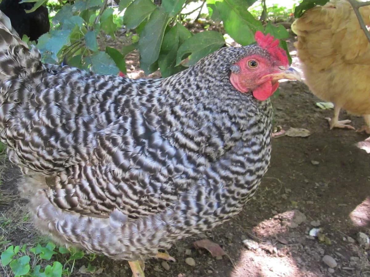 Dominique hen