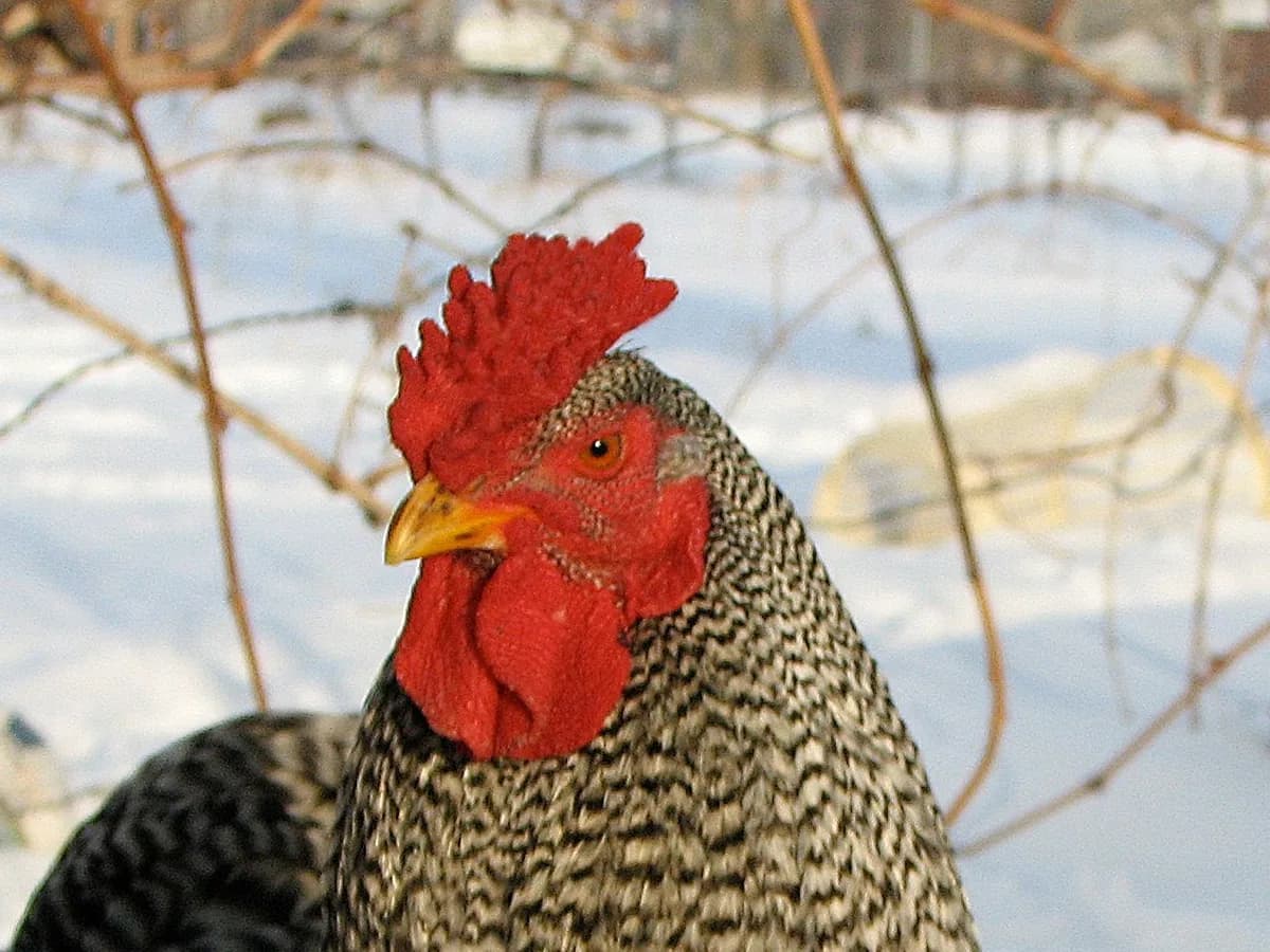 Dominique rooster