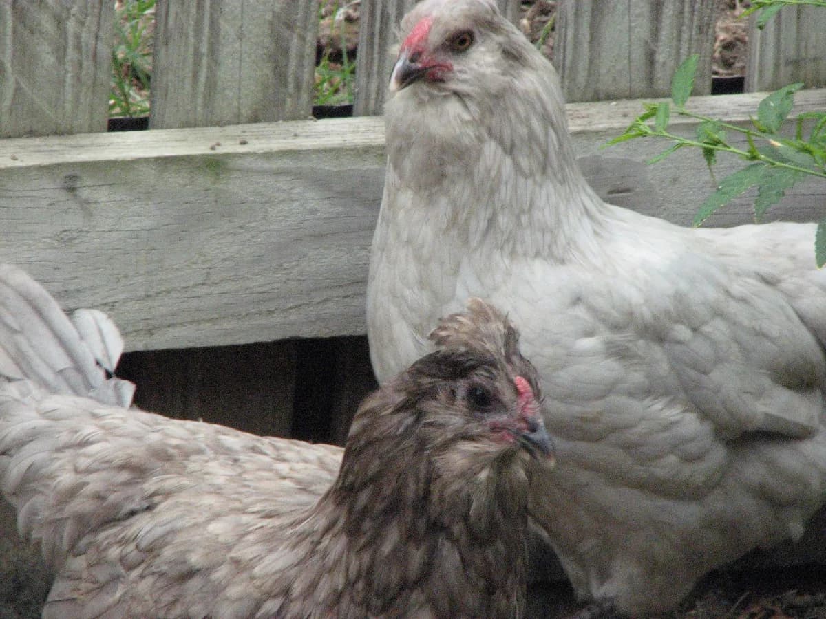 Easter Egger hens
