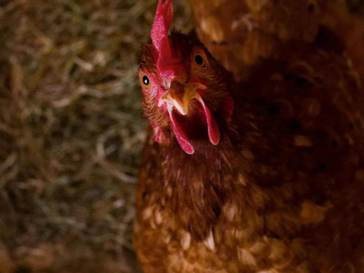 ISA Brown hens