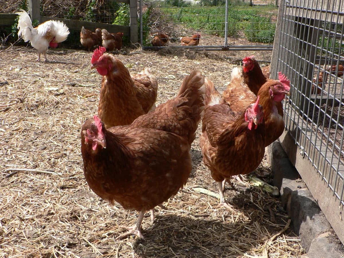 ISA Brown hens