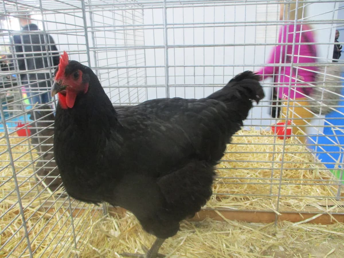 Jersey Giant hen