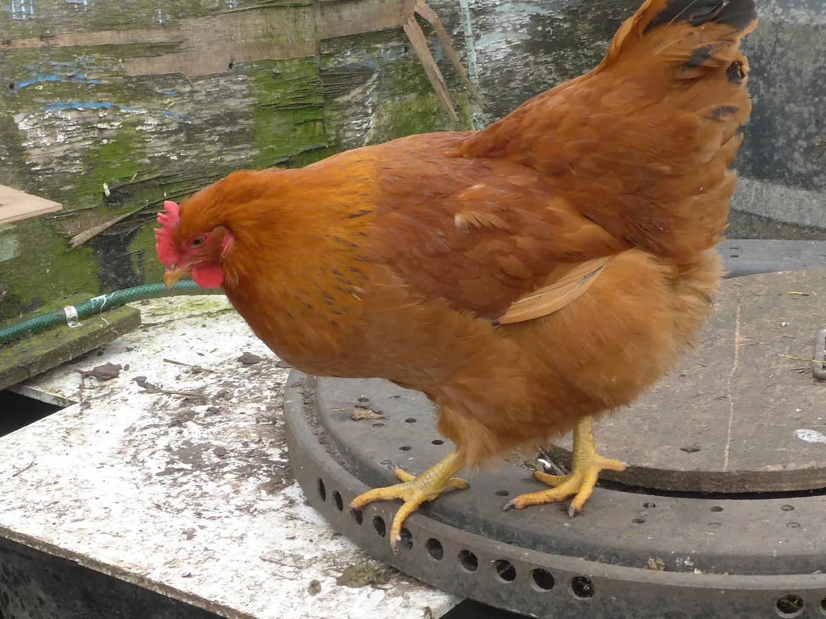 New Hampshire hen