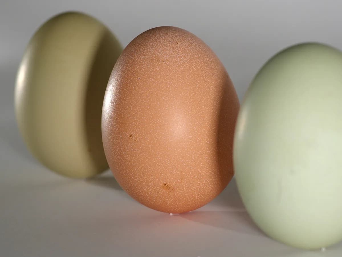 Olive Egger eggs