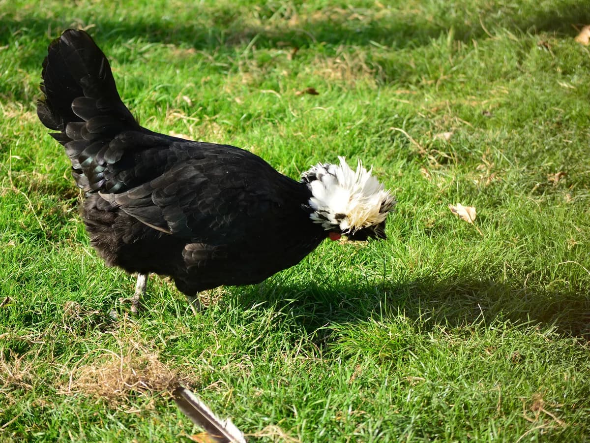 Polish hen