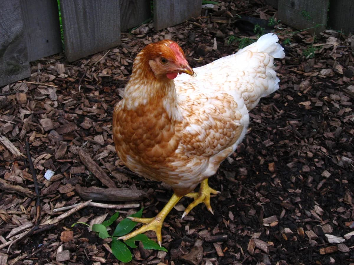 Red Sex Link hen