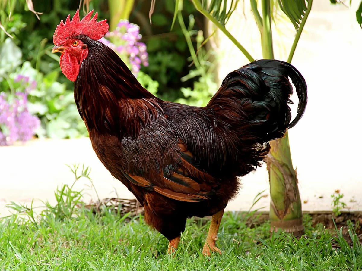 Rhode Island Red rooster