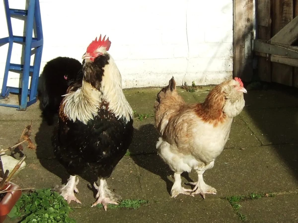 Salmon Faverolles rooster and hen