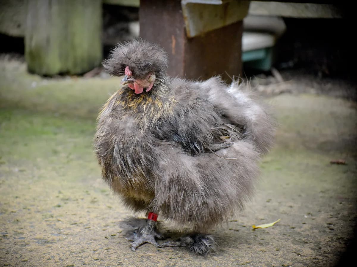 Silkie hen