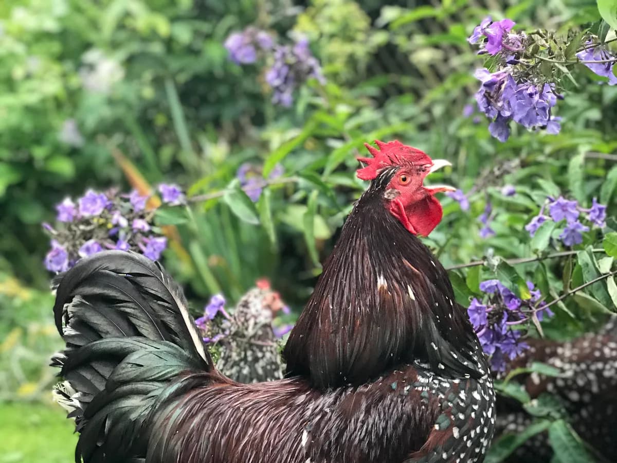 Speckled Sussex rooster