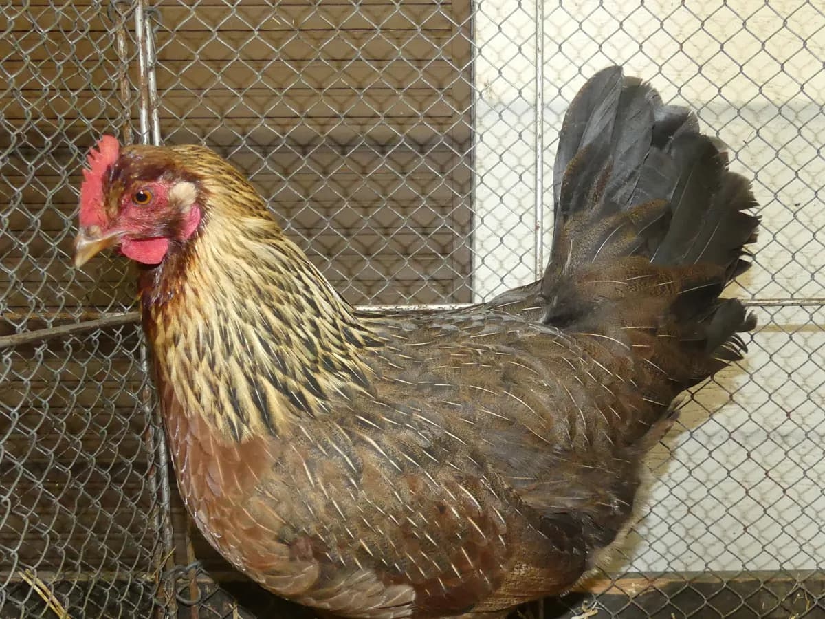 Welsummer hen