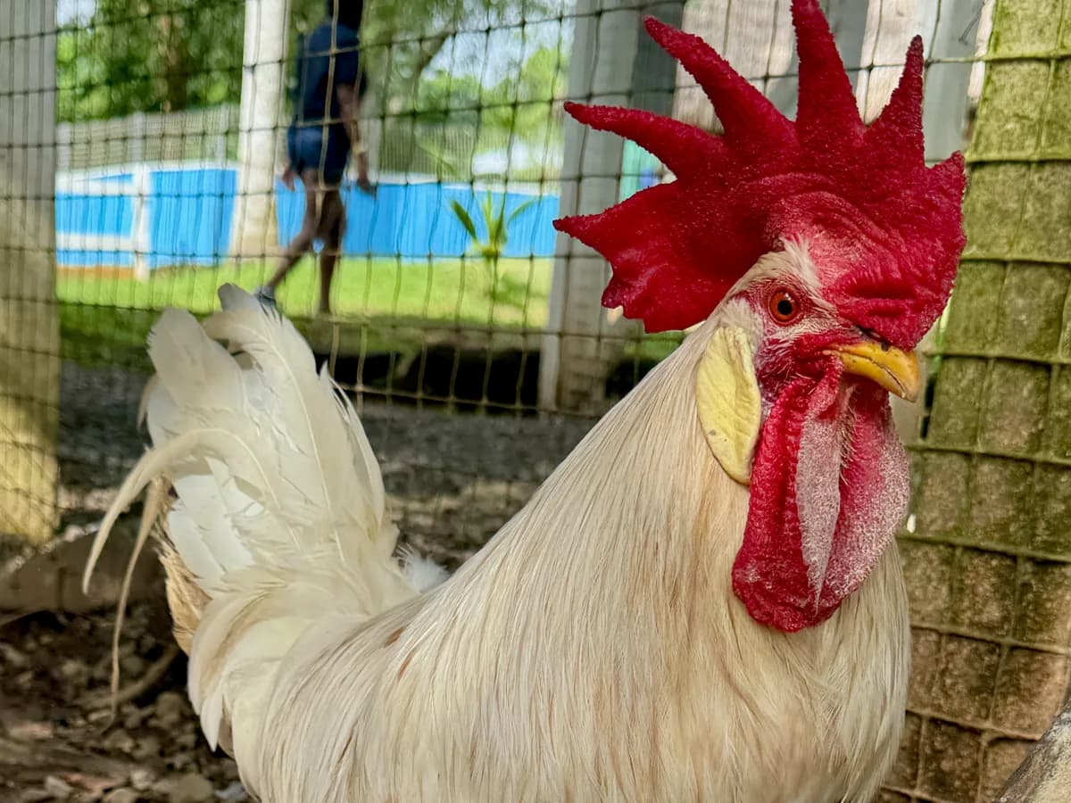 White Leghorn rooster