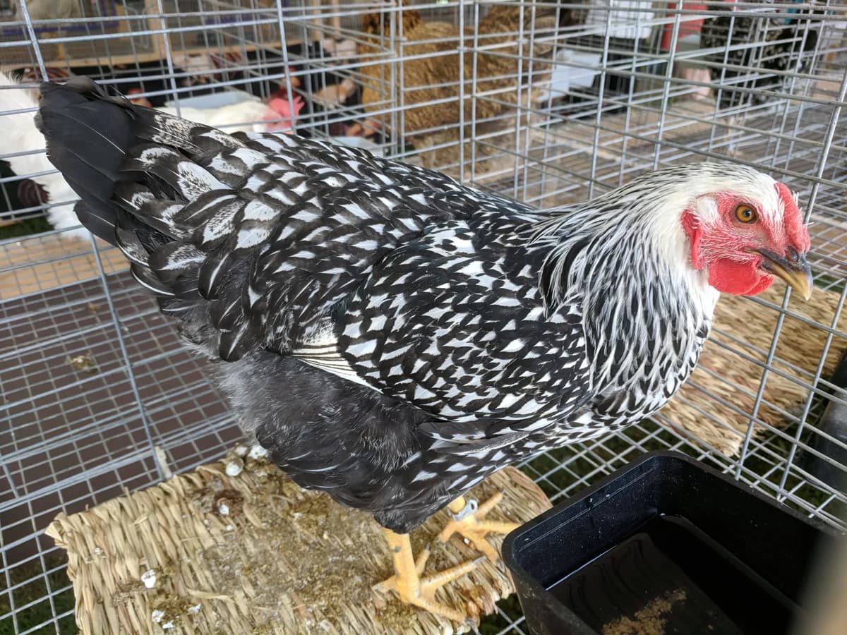 Wyandotte hen