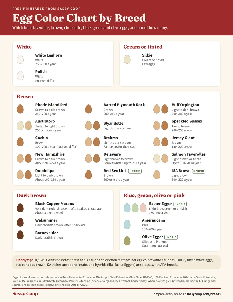 Preview of the one-page Egg Color Chart, with egg swatches for white, cream, brown, dark brown and blue-green laying breeds